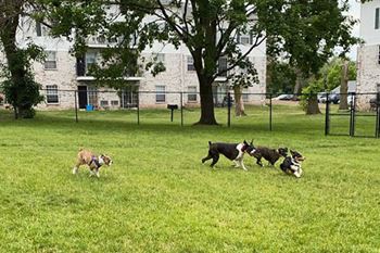 New Fountains Apartments are pet friendly